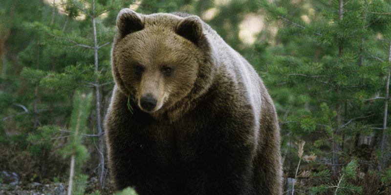 Een-bruine-beer-op-de-uitkijk-in-Zweden