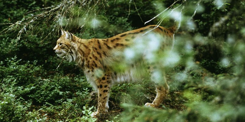 Spot-een-lynx-tijdens-een-wildlife-safari-in-Zweden