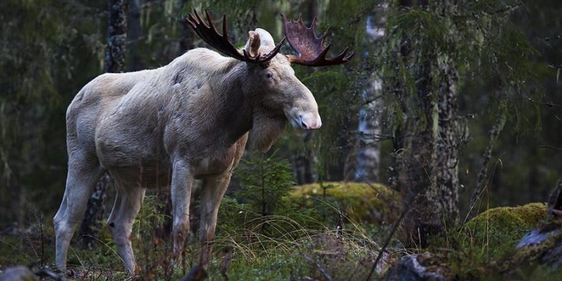 Wildlife-spotten-in-Zweden