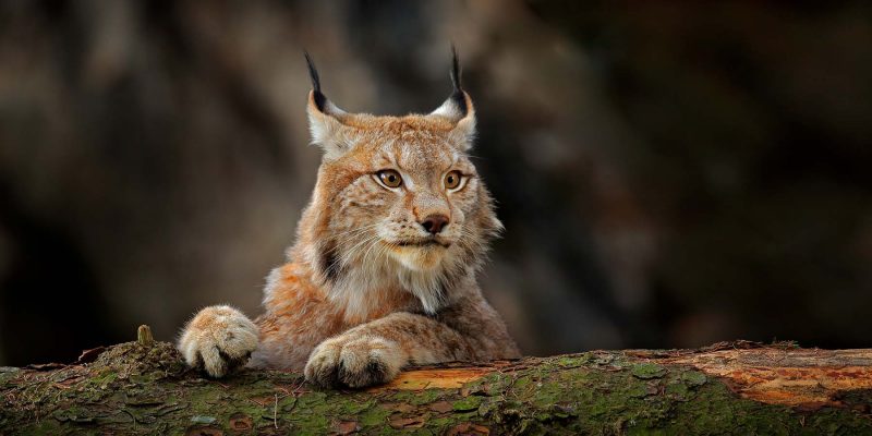 Wildlife-spotten-in-Zweden-lynx