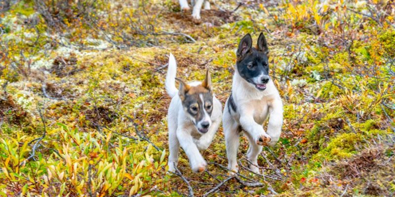 Aurora-mountain-lodge-Lapland-husky-puppy's-rennen