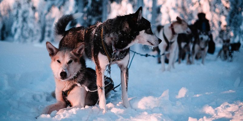 Een onvergetelijk moment met de huskys in Lapland