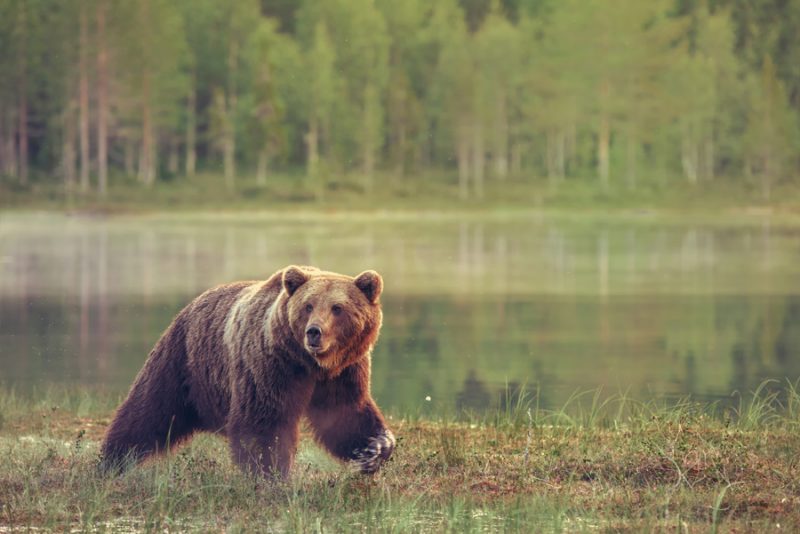 Een bruine beer wandelt langs het meer
