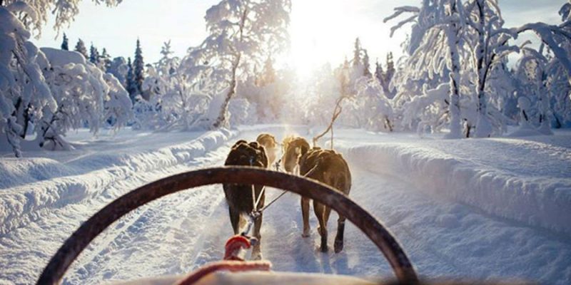 Huskytocht in Lapland in winter wonderland