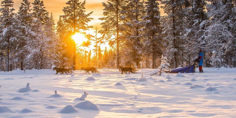 Lapland: Huskytochten door winter wonderland
