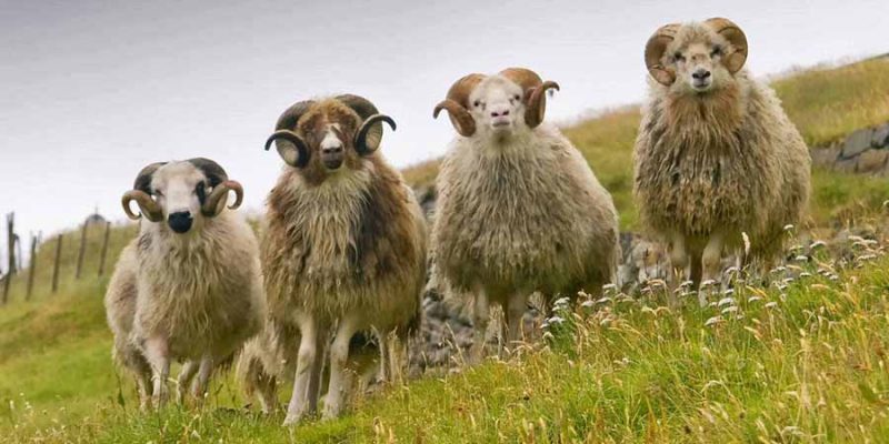 IJsland-vier-schapen-in-het-groen