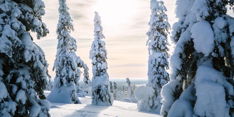 Landschap Finland in de winter, besneeuwde bomen in Finland