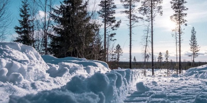 Landschap van Lapland in februari als de sneeuw van de bomen valt