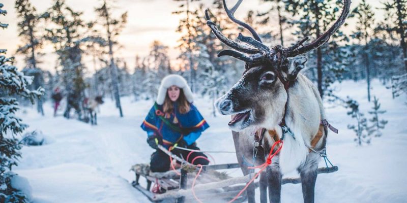 Sami-cultuur-Lapland-rendier-slee