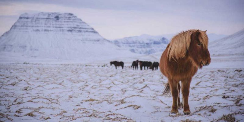 Zuid IJsland winterpaard