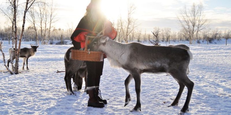 rendieren eten gaven samen met de Sami in Lapland