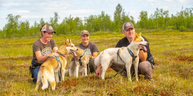 Wandelen met huskys in Lapland