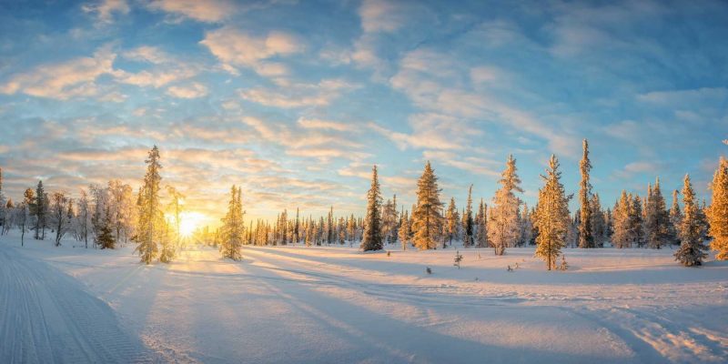 Reizen naar Lapland met Nordic met sneeuw op boomtoppen