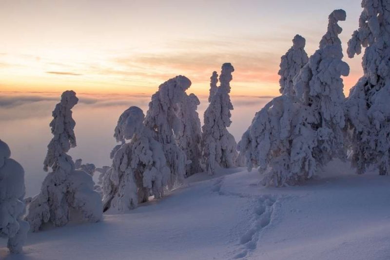 Landschap met sneeuw in Lapland reizen met Nordic