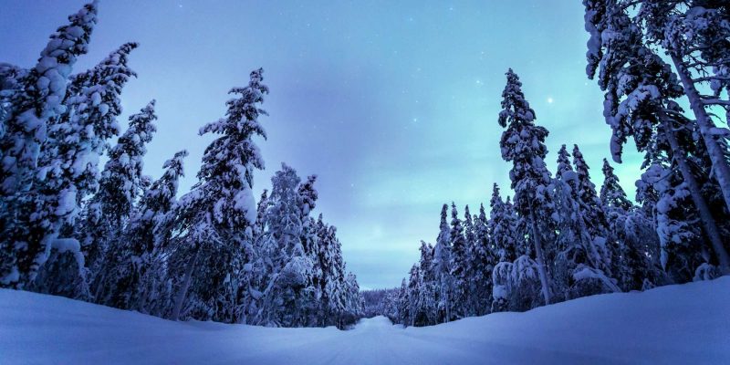 Noorderlicht in Lapland sneeuw op bomen Nordic