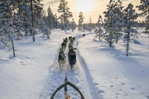 Rijden met de huskys in Lapland met Nordic Nederland