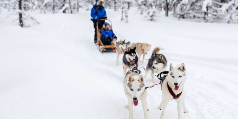 Rijden op een huskyslede door winters Lapland
