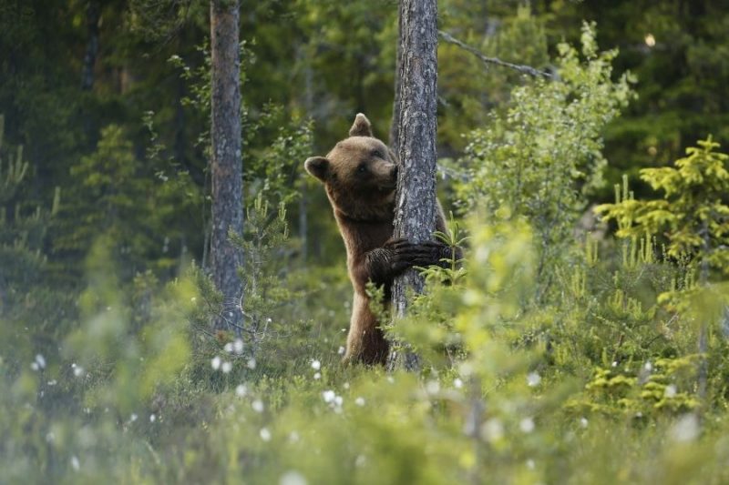 Beren-spotten-met-het-hele-gezin-naar-Zweden-met-Nordic-©Hakan-Vargas-800x533