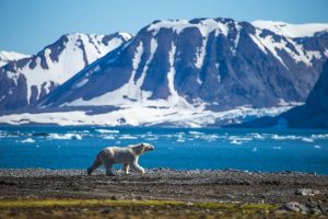 Ijsbeer-in-Spitsbergen-reizen-met-Nordic