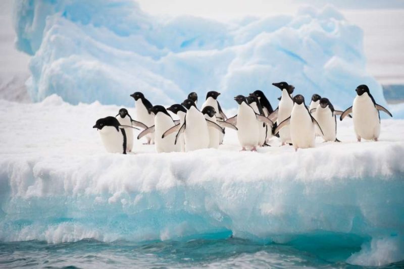 Pinguins spotten op Antarctica