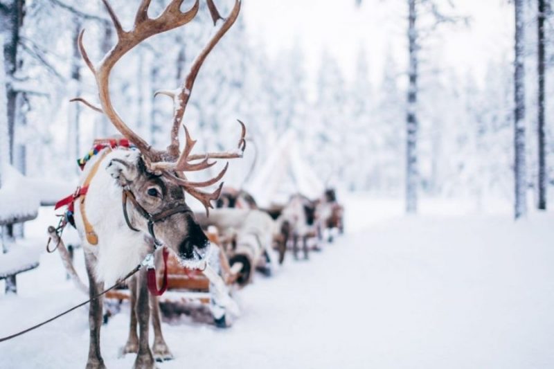 Rendieren-naar-Winters-Lapland-met-Nordic-800x533