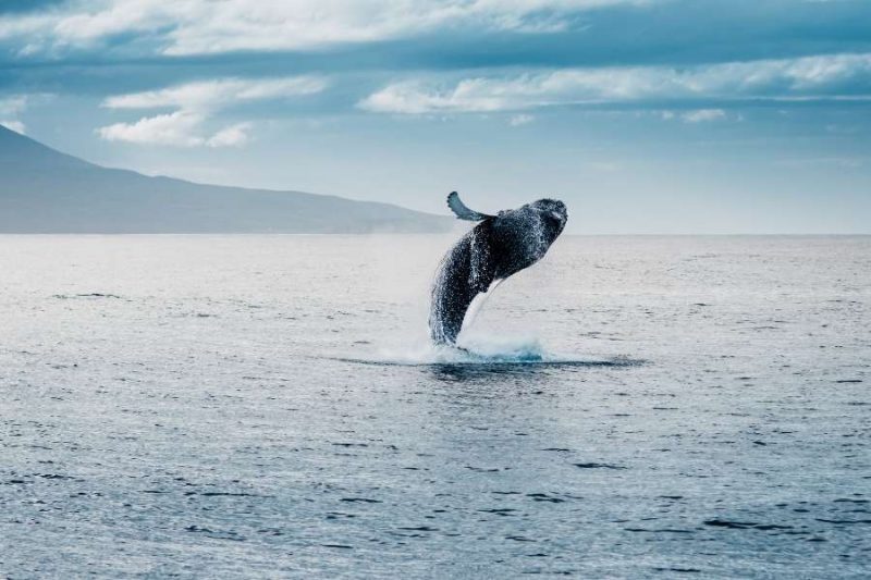 Walvissen-spotten-op-IJsland-op-exploratiereis-met-Nordic