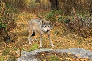 Een wolf komt dicht bij in Langedrag Natur Park