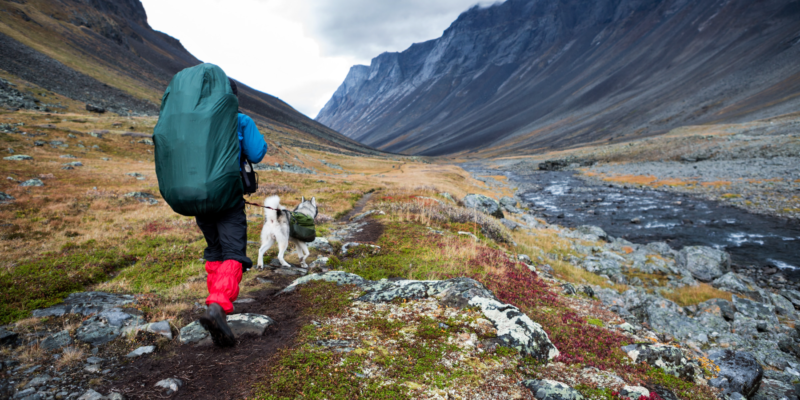 Met je hond op reis door Scandinavie met Nordic.