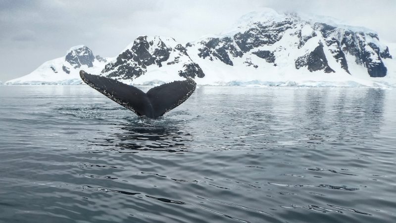 Een walvisstaart boven het water nabij Tromso, Noorwegen