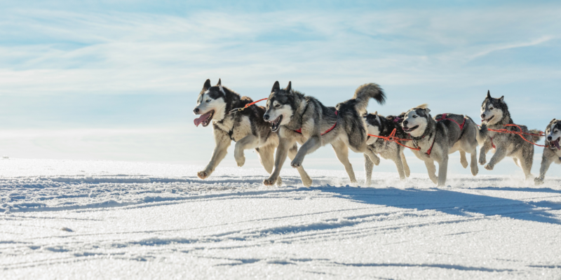 Husky's rennen door de sneeuw terwijl ze een slede voorttrekken