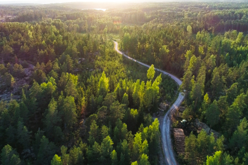 Een kronkelweg door de oneindige bossen in Scandinavië